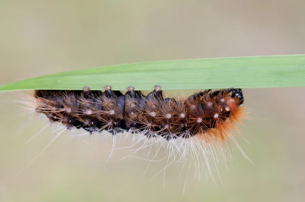 Caterpillar met veel haren — Stockfoto