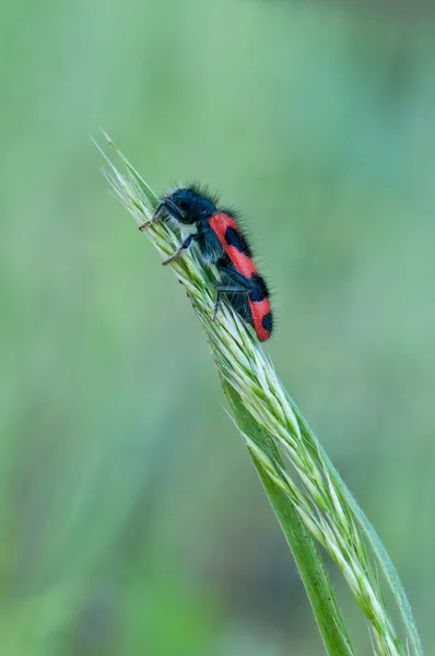 Damalı böceği — Stok fotoğraf