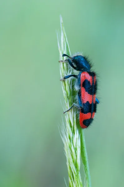 Damalı böceği — Stok fotoğraf