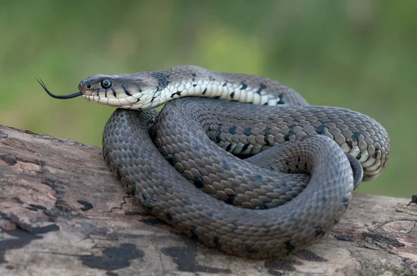 草蛇 — 图库照片