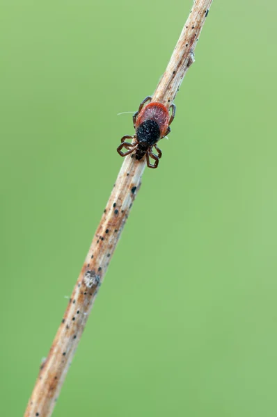 stock image Sheep tick