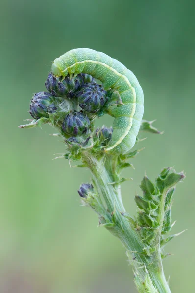 Зелена гусениця — стокове фото