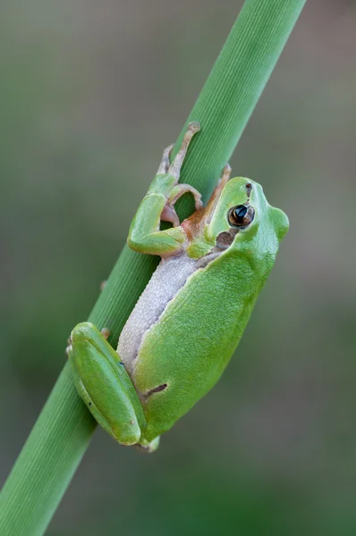 stock image European tree frog