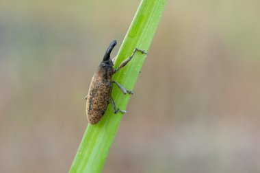 Lixus angustatus