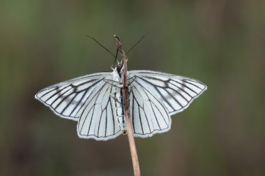 Siona lineata