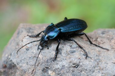 Carabus monilis clipart