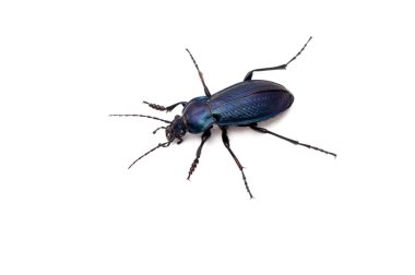 Carabus monilis