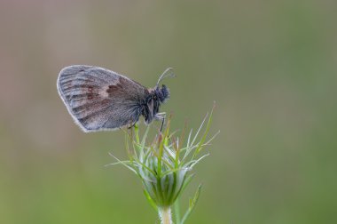 Coenonympha pamphilus