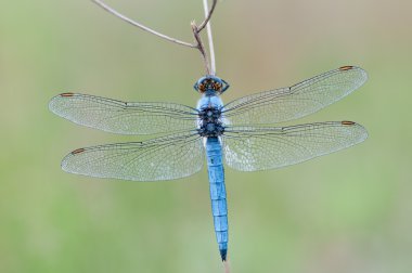 Orthetrum cancellatum