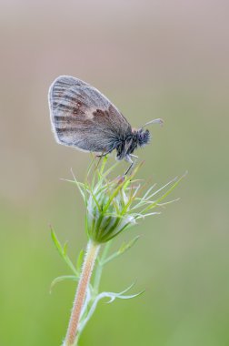 Coenonympha pamphilus