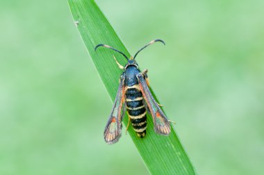 Bembecia ichneumoniformis