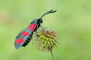 Zygaena filipendulae