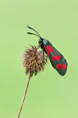 Zygaena filipendulae