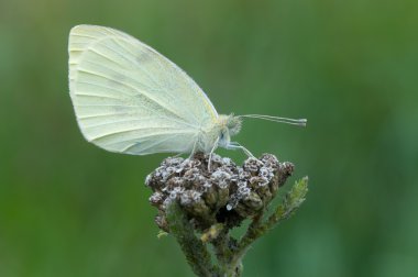 Pieris rapae