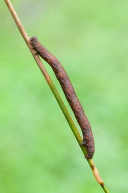 Peribatodes secundaria