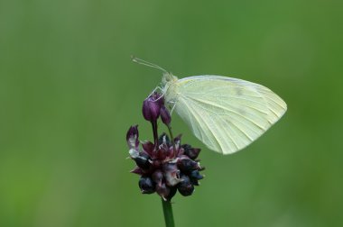 Pieris rapae