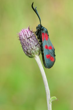 Zygaena filipendulae