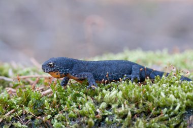 Alpine newt clipart