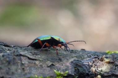 Carabus auronitens