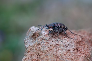 cicindela boş