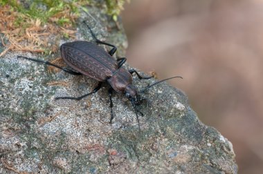 Carabus granulatus