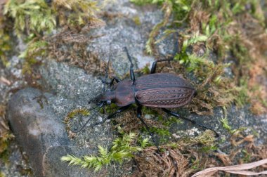 Carabus granulatus