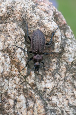 Carabus granulatus