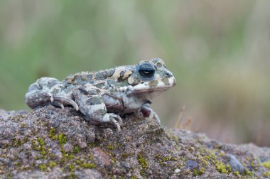 Bufo ve
