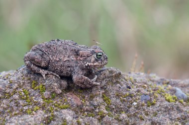 Bufo calamita