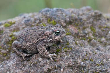 Bufo calamita