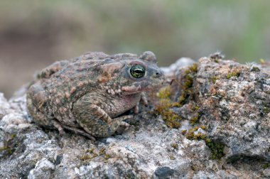 Bufo calamita