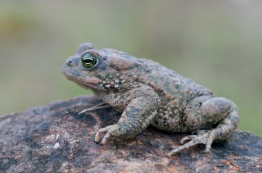 Bufo calamita