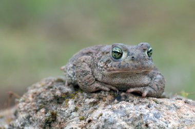 Bufo calamita