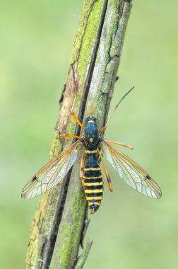 Ctenophora flaveolata