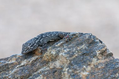 Tarentola mauritanica