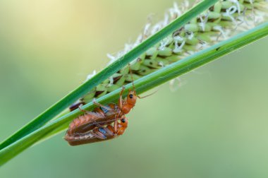 Cantharis cryptica