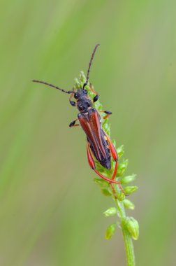 Longhorn böceği