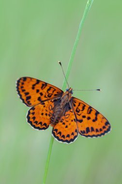 melitaea Didim