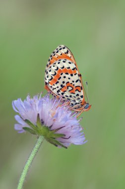 Melitaea didyma clipart