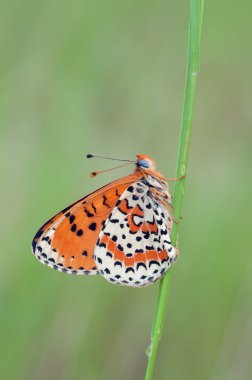 melitaea Didim