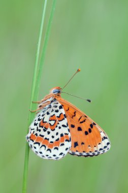 melitaea Didim