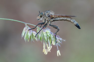 soyguncu fly