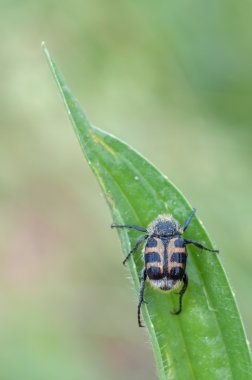 Trichius sp.