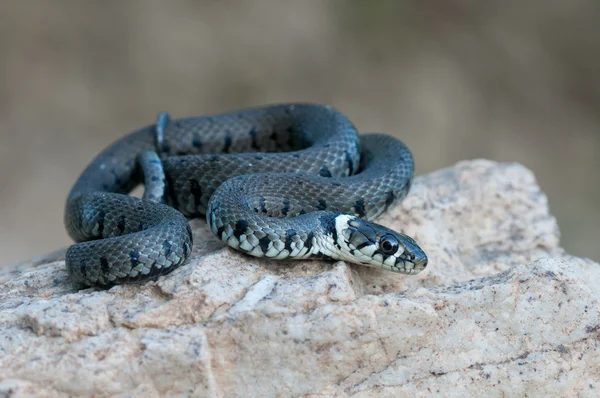 Young grass snake — Stock Photo, Image