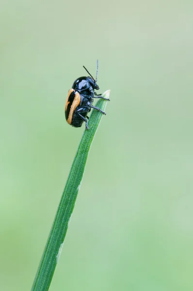 Yaprak böceği — Stok fotoğraf