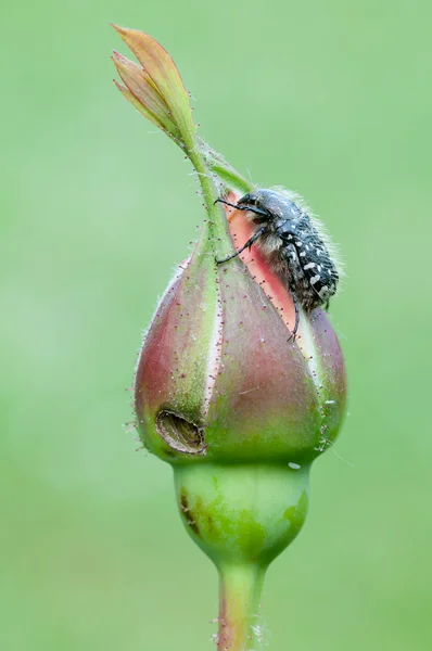 장미에 풍뎅이과 곤충 — 스톡 사진