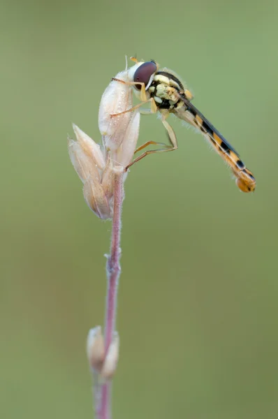 Vliegen insect — Stockfoto