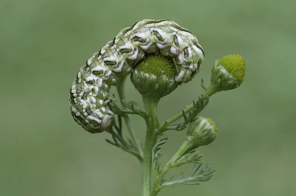 Cucullia chamomillae — Stok fotoğraf