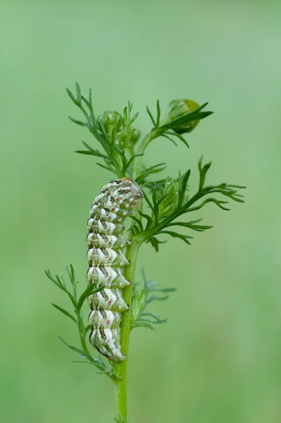 Cucullia chamomillae — 스톡 사진