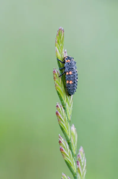 Larva ของ ladybird — ภาพถ่ายสต็อก